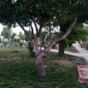 Parque de Jesús (12)